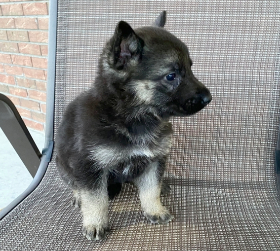 comprar cachorros sanos, baratos y asequibles para la venta